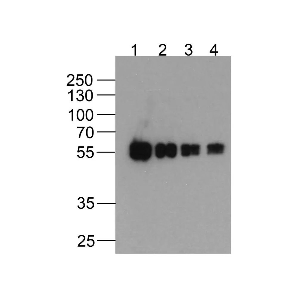 ProSci PM-7669-biotin cMyc-tag Antibody