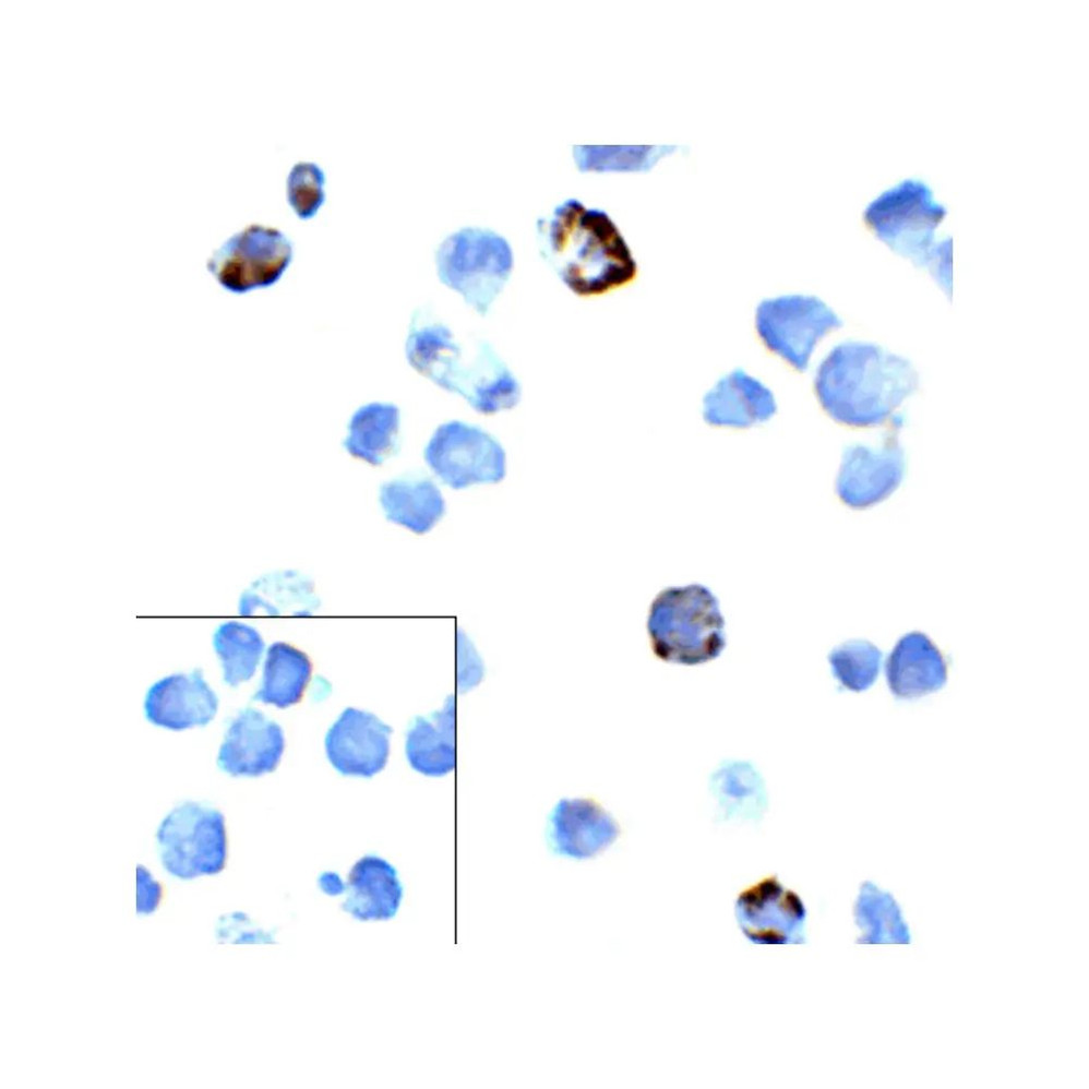 ProSci RF16001 PD1 Antibody