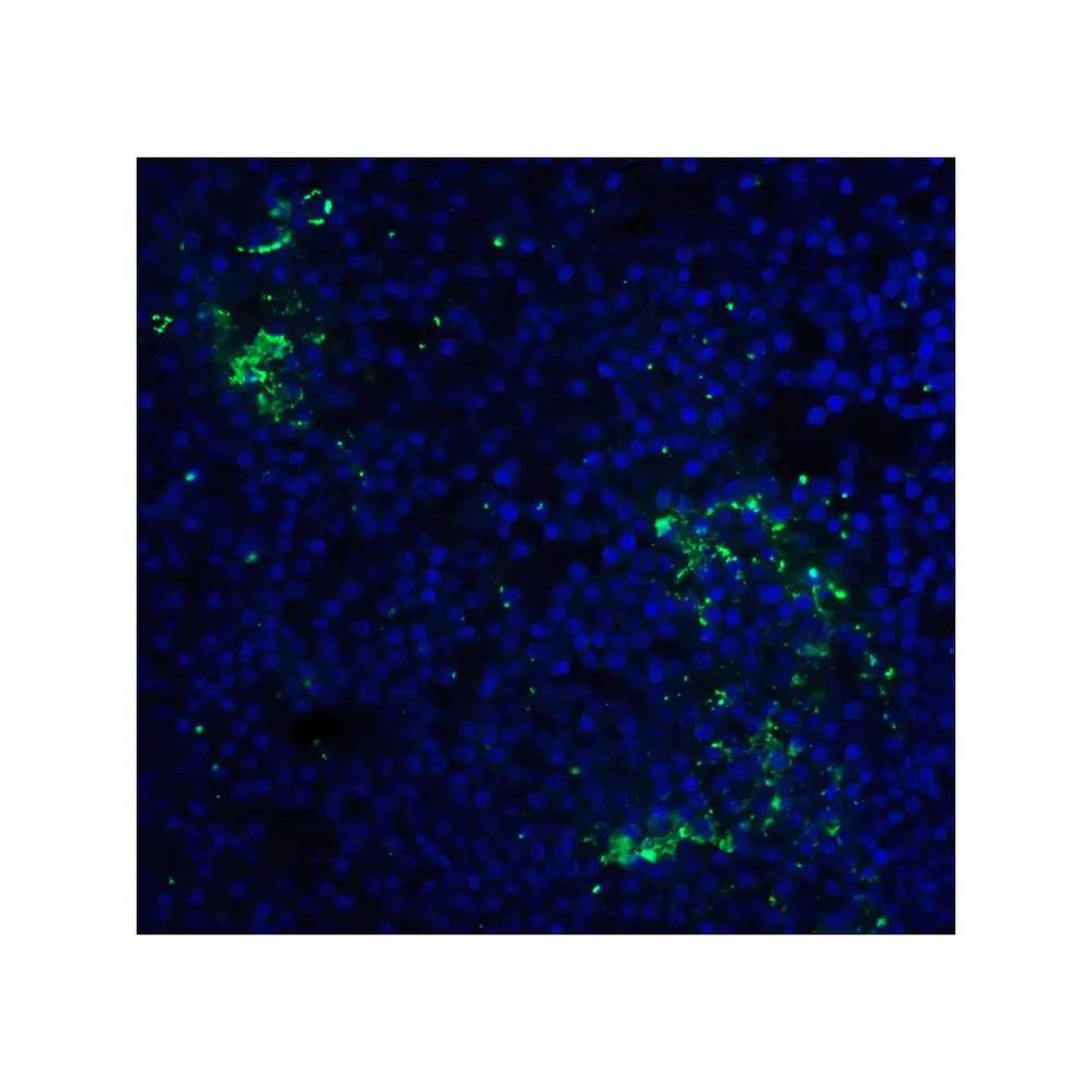 ProSci RF16005 PD1 Antibody