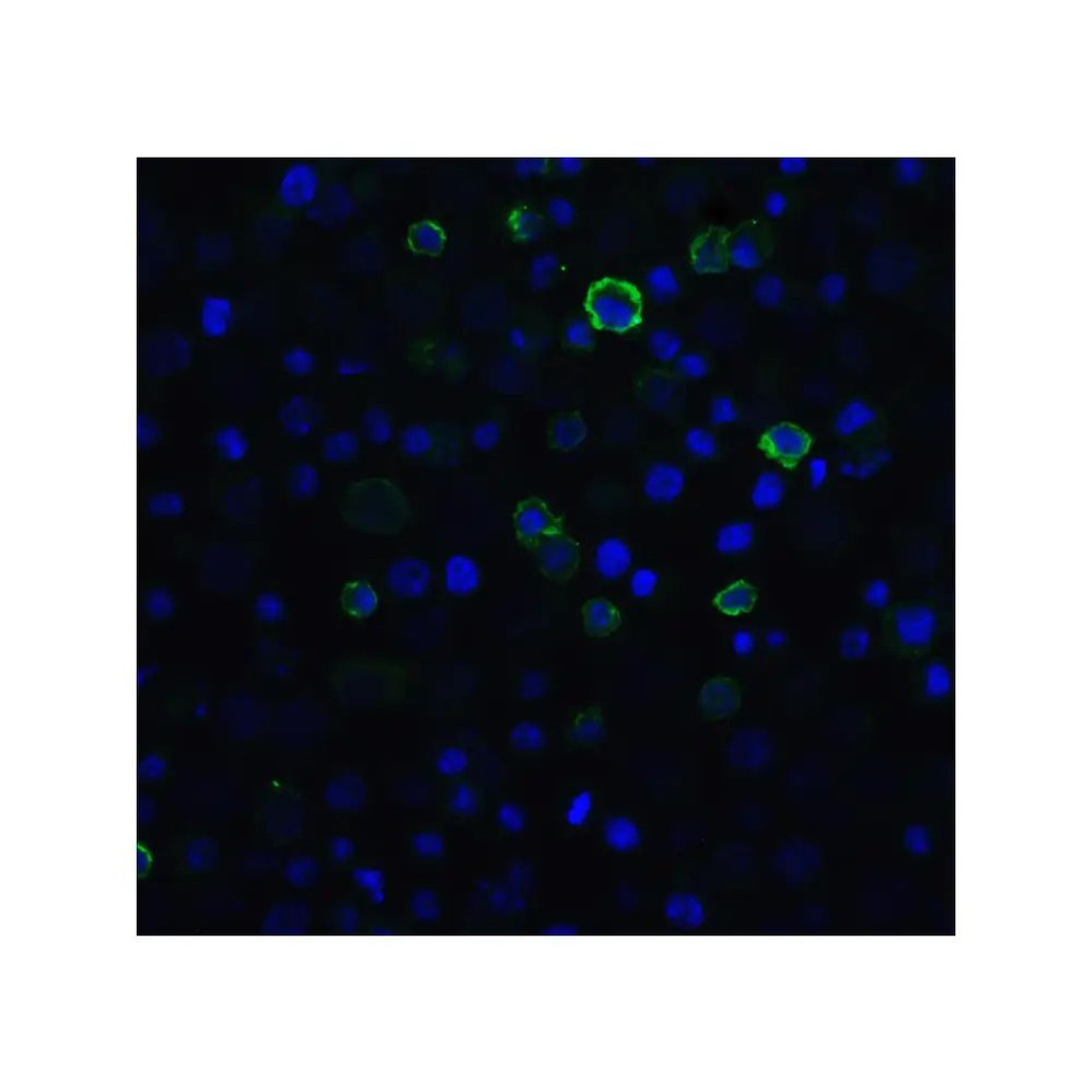 ProSci RF16006 PD1 Antibody