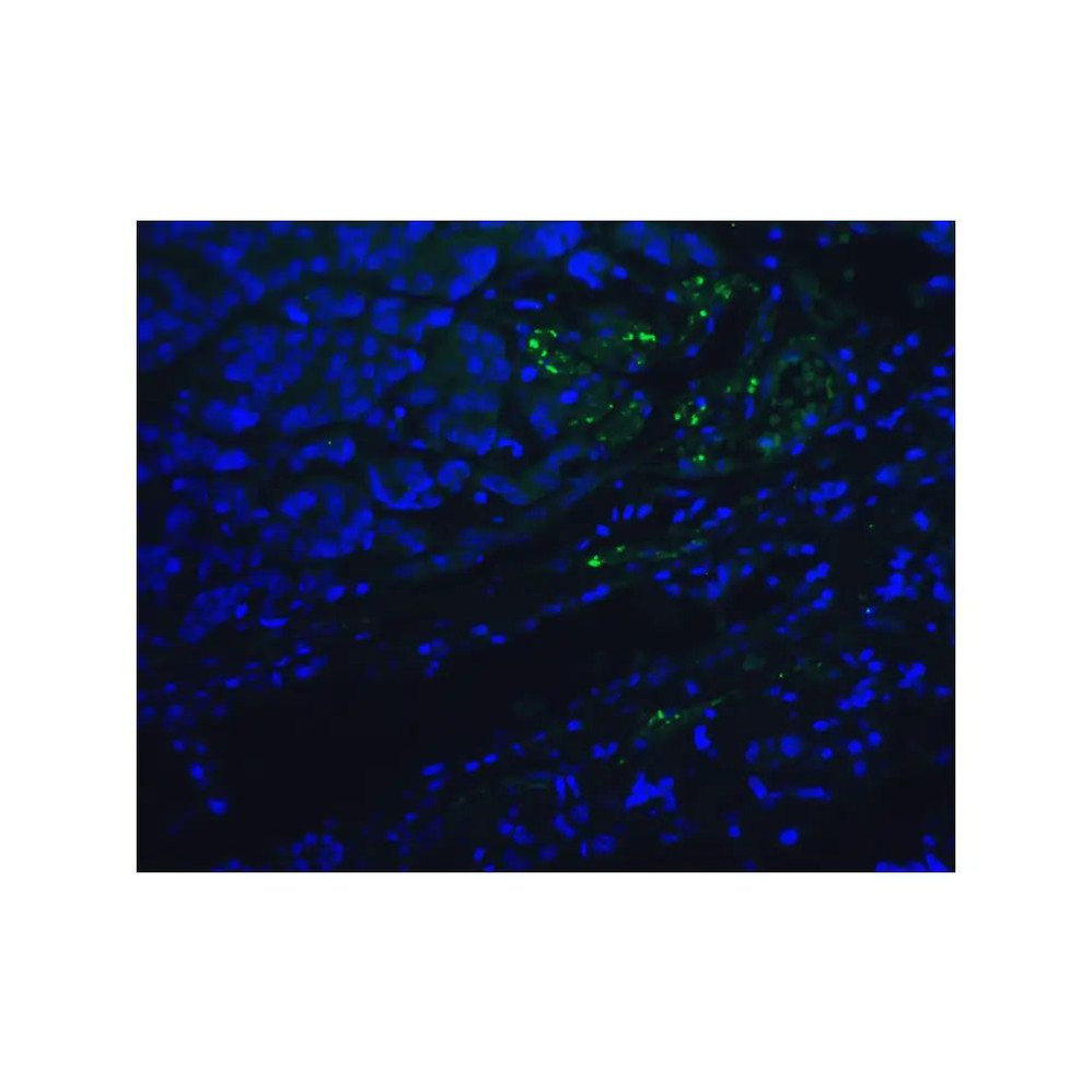 ProSci RF16006 PD1 Antibody