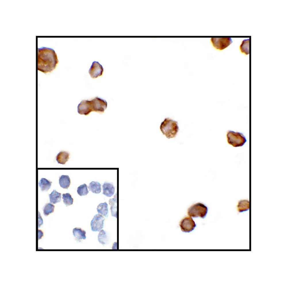 ProSci RF16011 CTLA4 Antibody