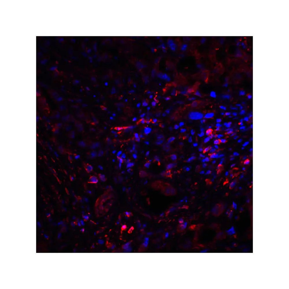 ProSci RF16012 CTLA4 Antibody