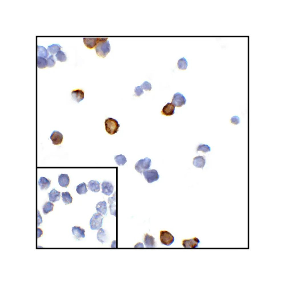 ProSci RF16013 CTLA4 Antibody