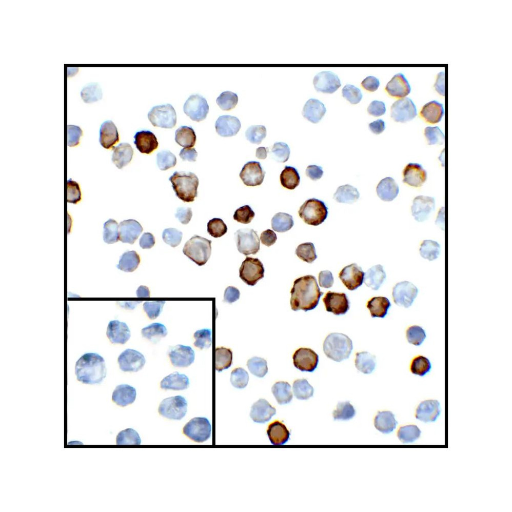 ProSci RF16021 PDL2 Antibody