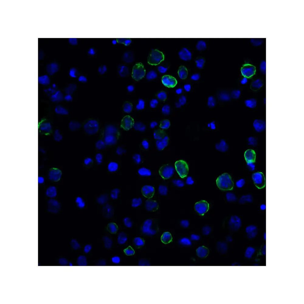 ProSci RF16024 PDL2 Antibody