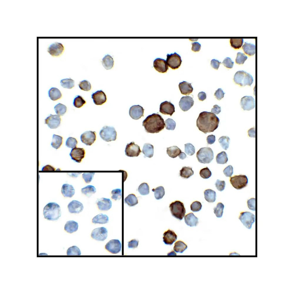 ProSci RF16025 PDL2 Antibody