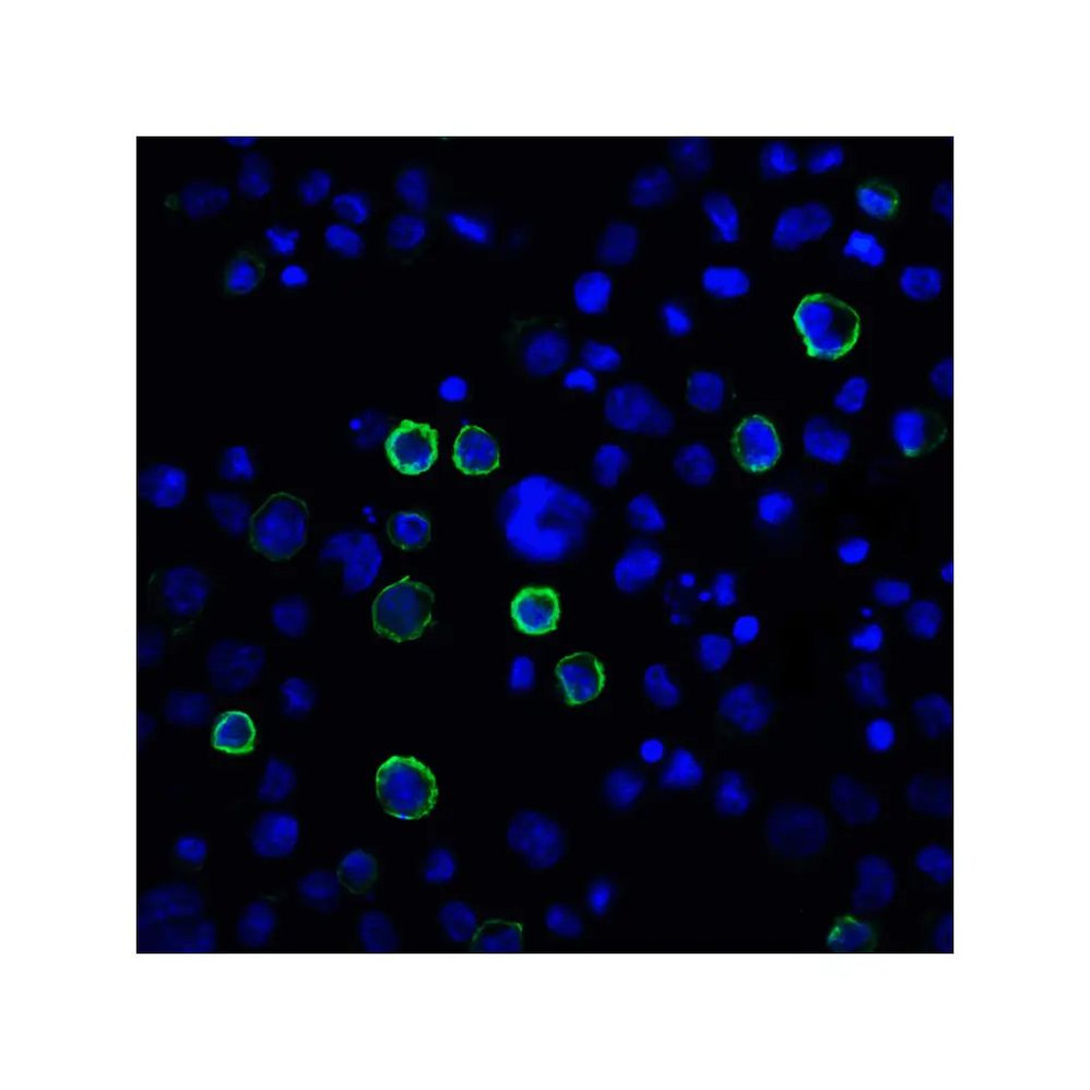 ProSci RF16025 PDL2 Antibody