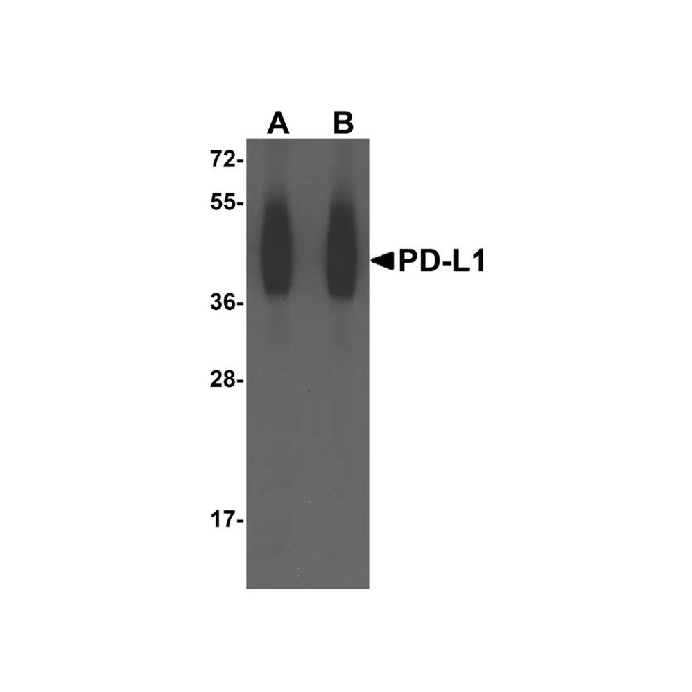 ProSci RF16032 PDL1 Antibody
