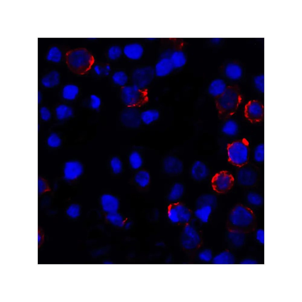 ProSci RF16032 PDL1 Antibody