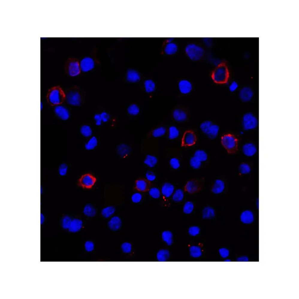 ProSci RF16033 PDL1 Antibody