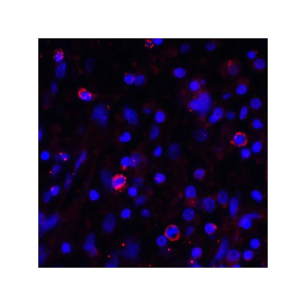 ProSci RF16036 PDL1 Antibody