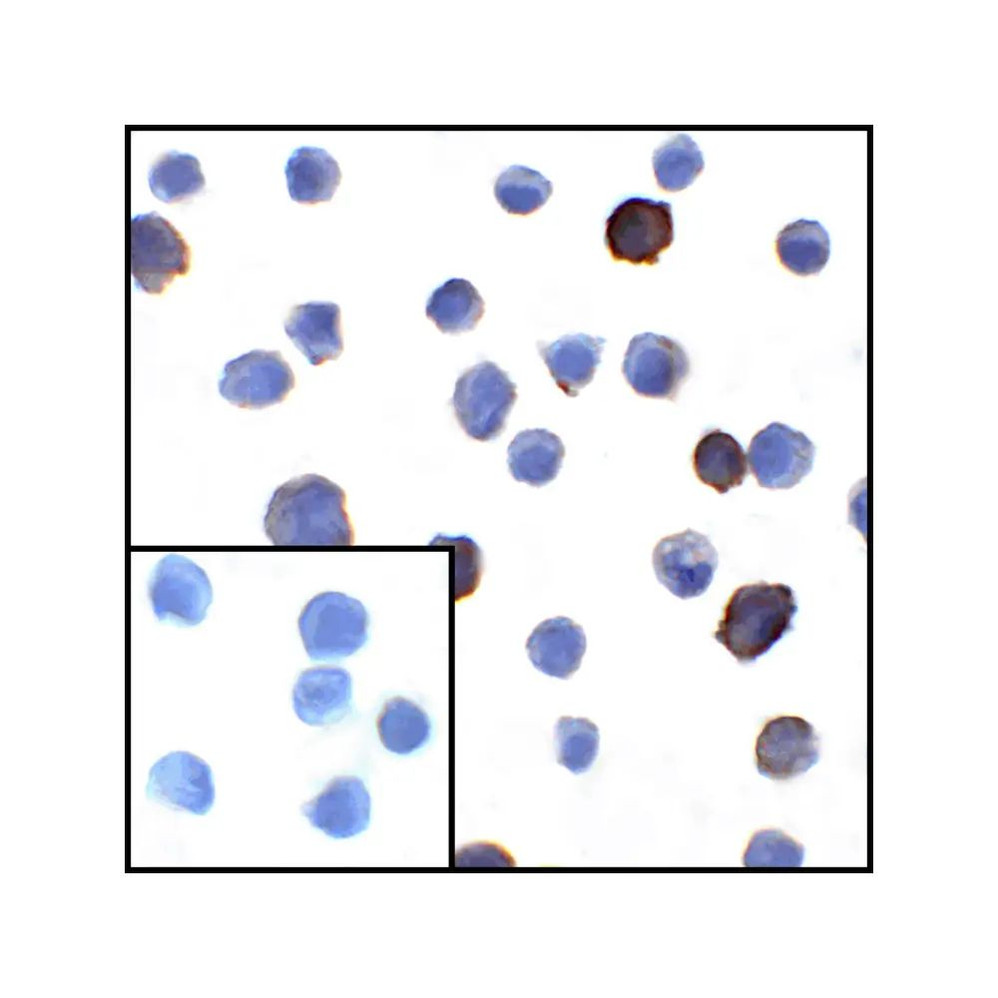 ProSci RF16037 PDL1 Antibody