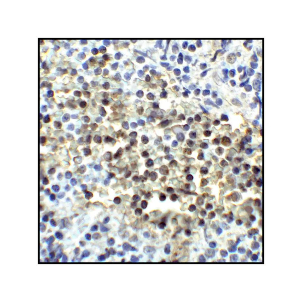 ProSci RF16041 CD80 Antibody