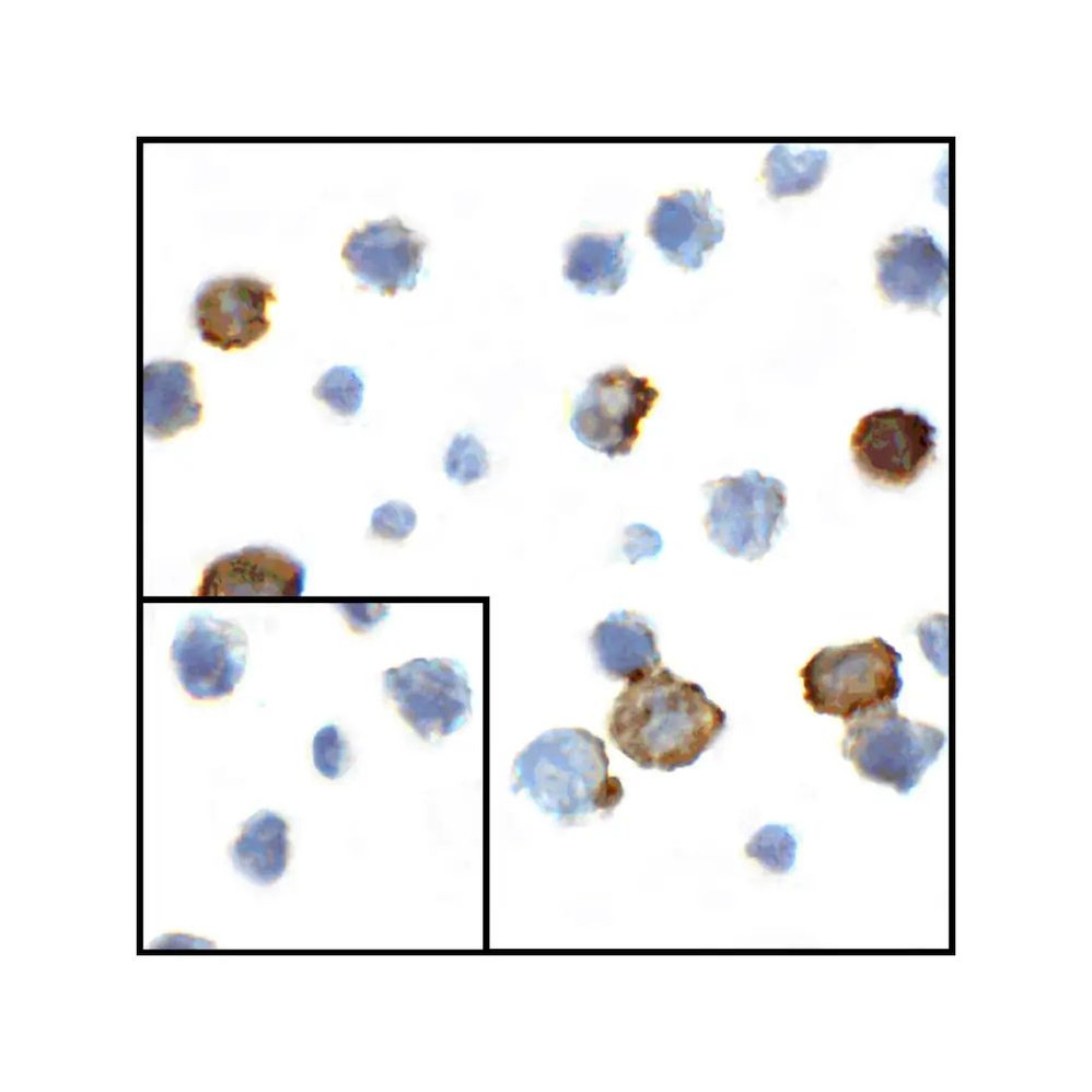 ProSci RF16042 CD80 Antibody