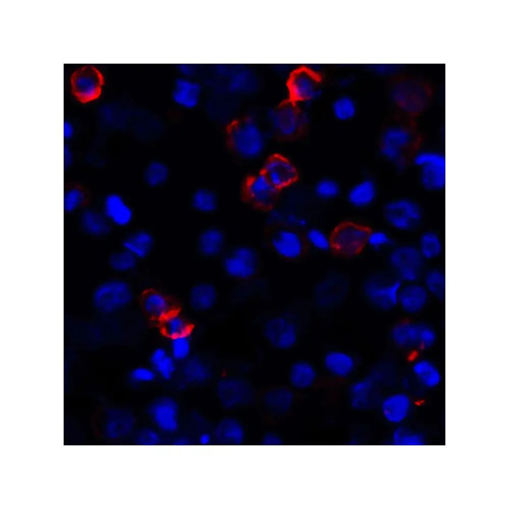 ProSci RF16044 CD80 Antibody