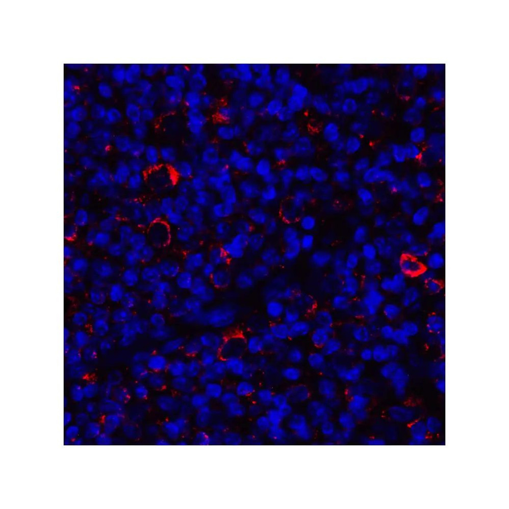 ProSci RF16044 CD80 Antibody