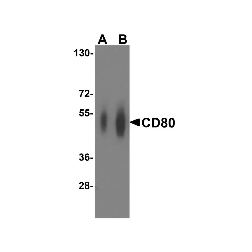 ProSci RF16045 CD80 Antibody