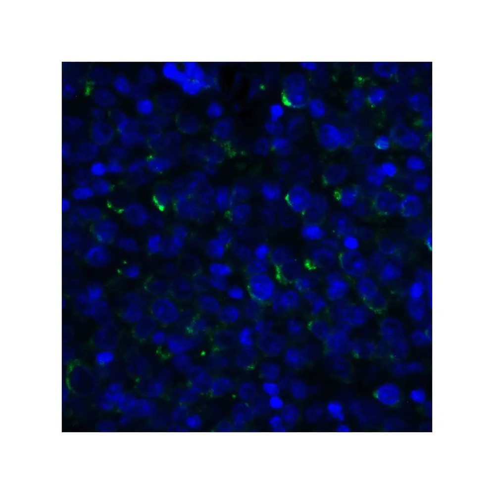 ProSci RF16062 LIGHT Antibody