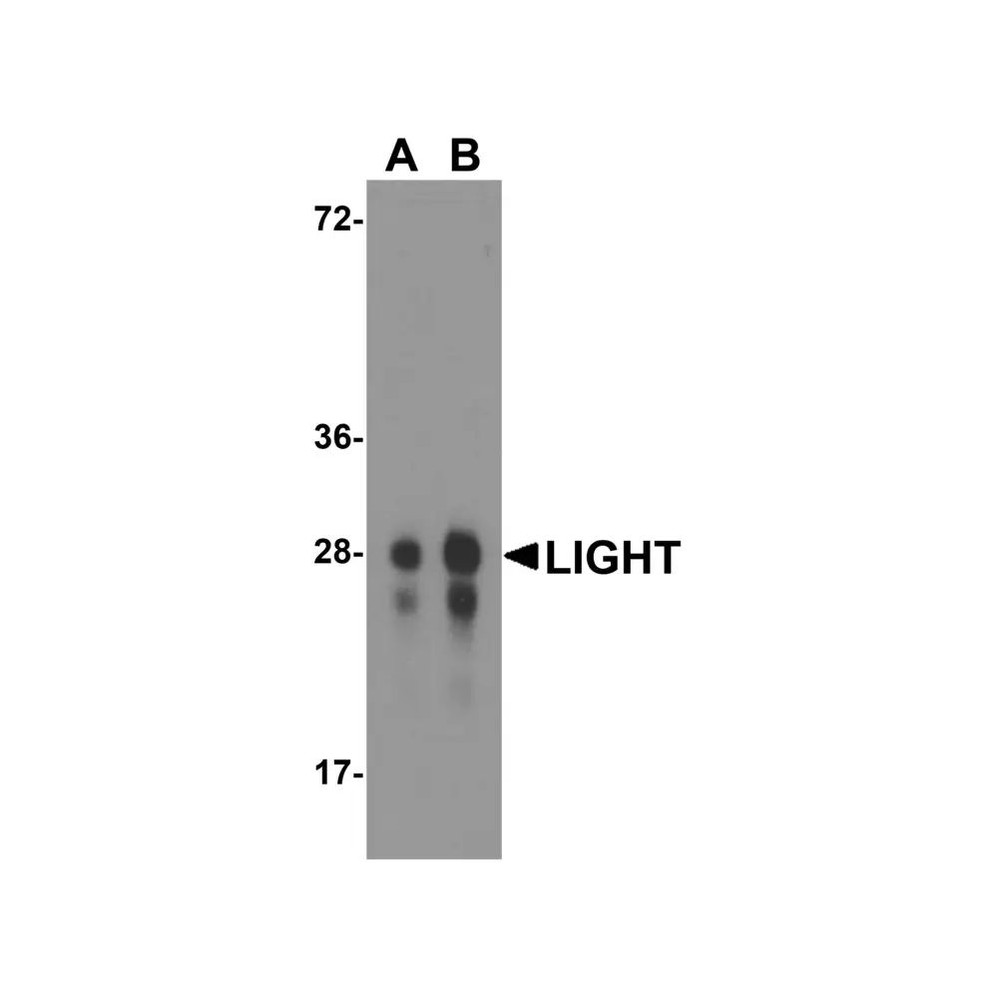 ProSci RF16063 LIGHT Antibody