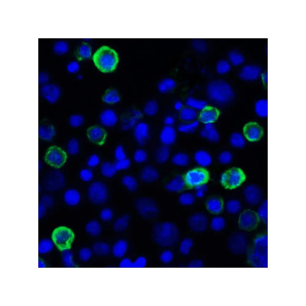 ProSci RF16064 LIGHT Antibody