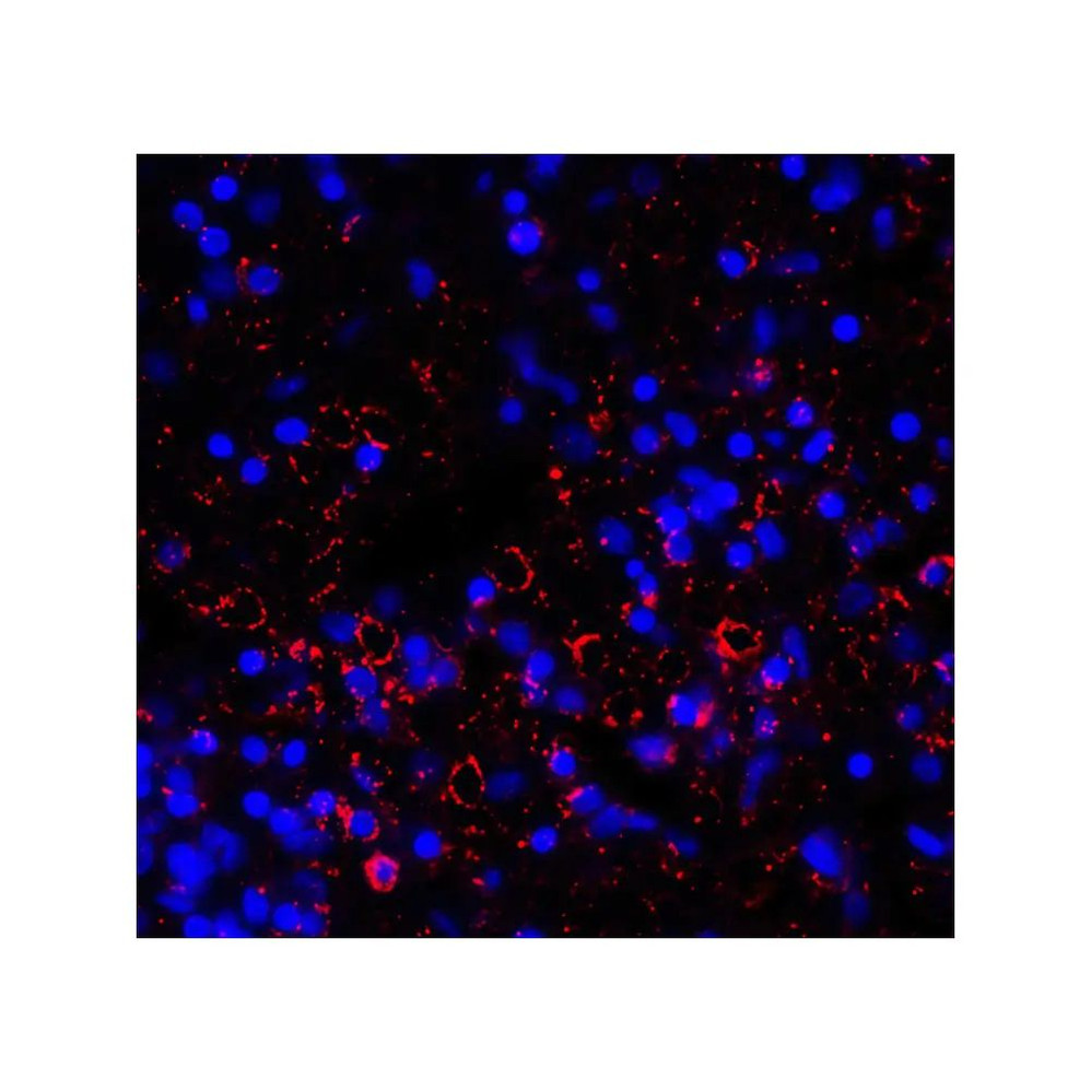 ProSci RF16082 LAG3 Antibody