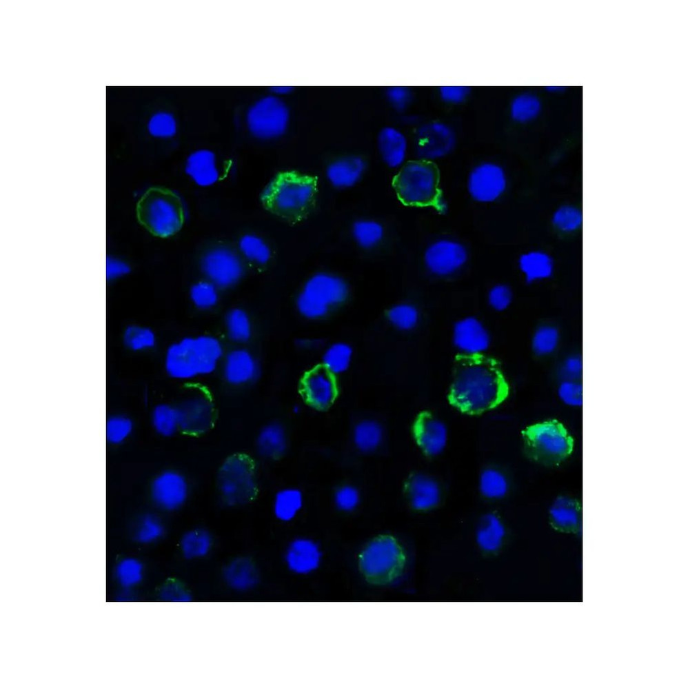 ProSci RF16087 LAG3 Antibody