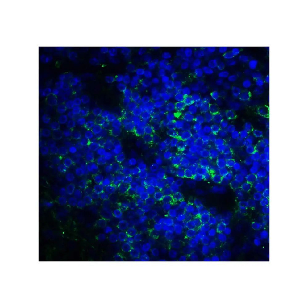 ProSci RF16093 B7H3 Antibody