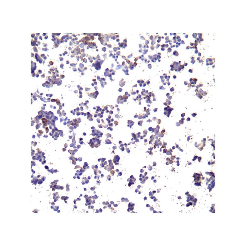 ProSci SD8639 PD-L1 Single Domain Antibody