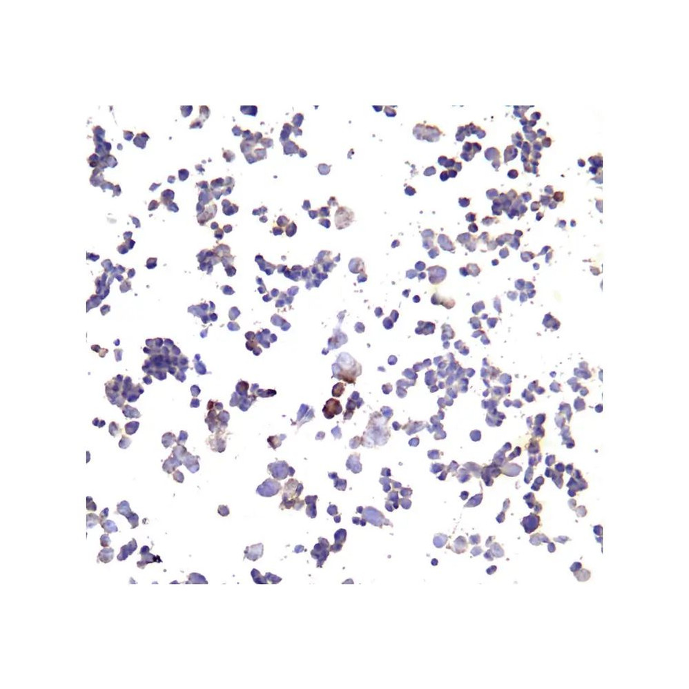 ProSci SD8641 PD-L1 Single Domain Antibody