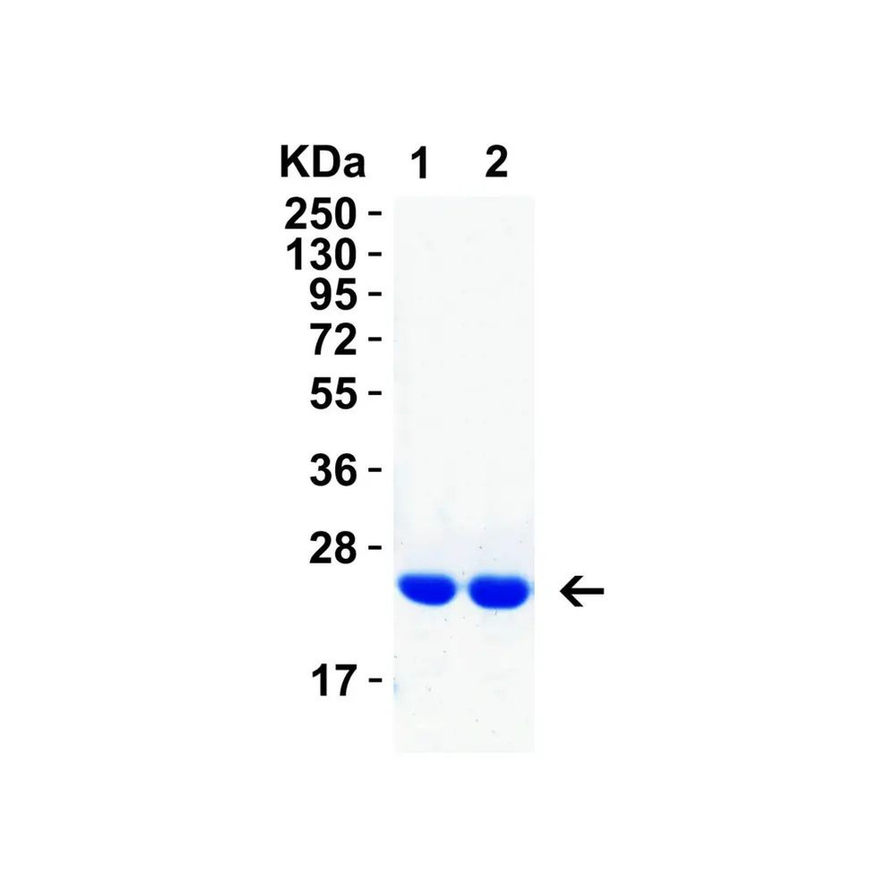 (GS1-6653) HIV-1 p24 Recombinant Protein ProSci 0.05 mg/Unit
