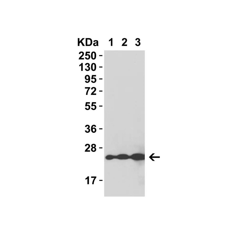 (GS1-6653) HIV-1 p24 Recombinant Protein ProSci 0.05 mg/Unit