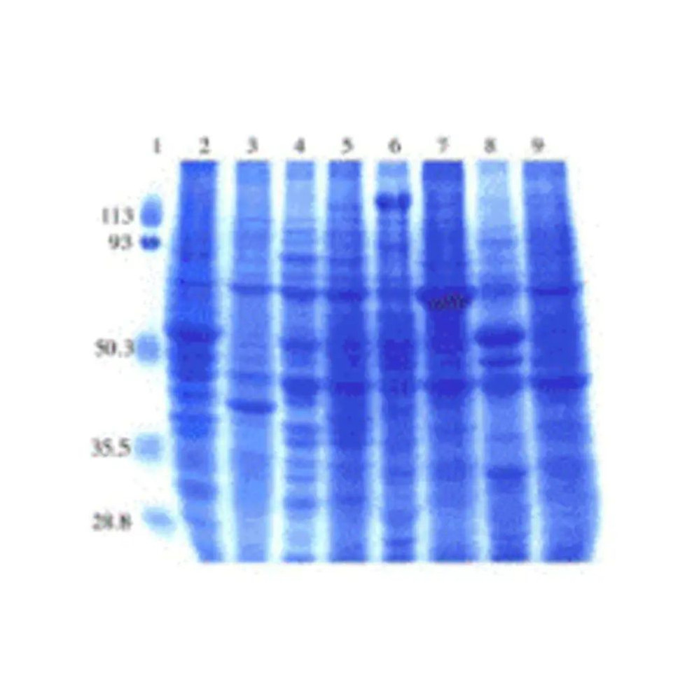 (GS1-187) Rat Normal Tissue Blot I ProSci One blot/Unit