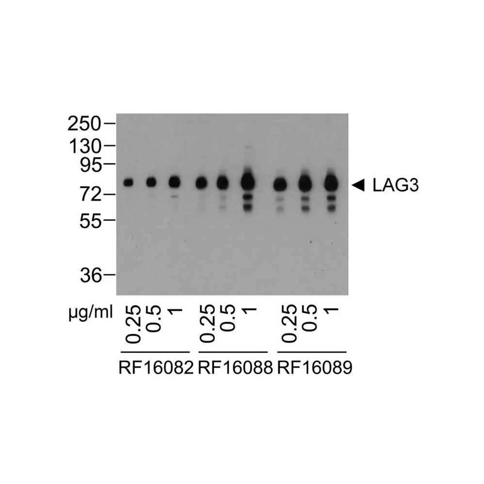 (GS1-7084) LAG3 Detection Set (Risk Free) ProSci 1 Set/Unit