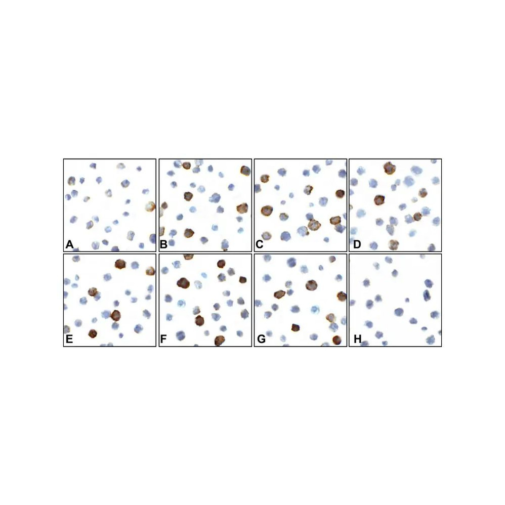 (GS1-7038) CD80 Detection Set (Risk Free) ProSci 1 Set/Unit