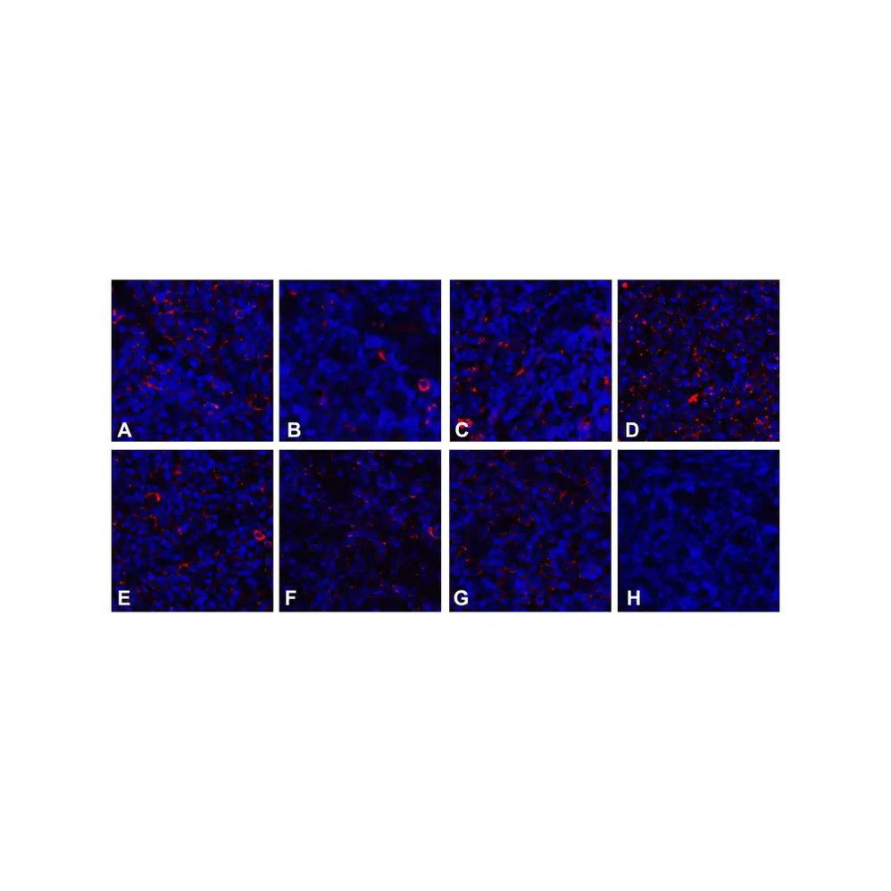 (GS1-7038) CD80 Detection Set (Risk Free) ProSci 1 Set/Unit