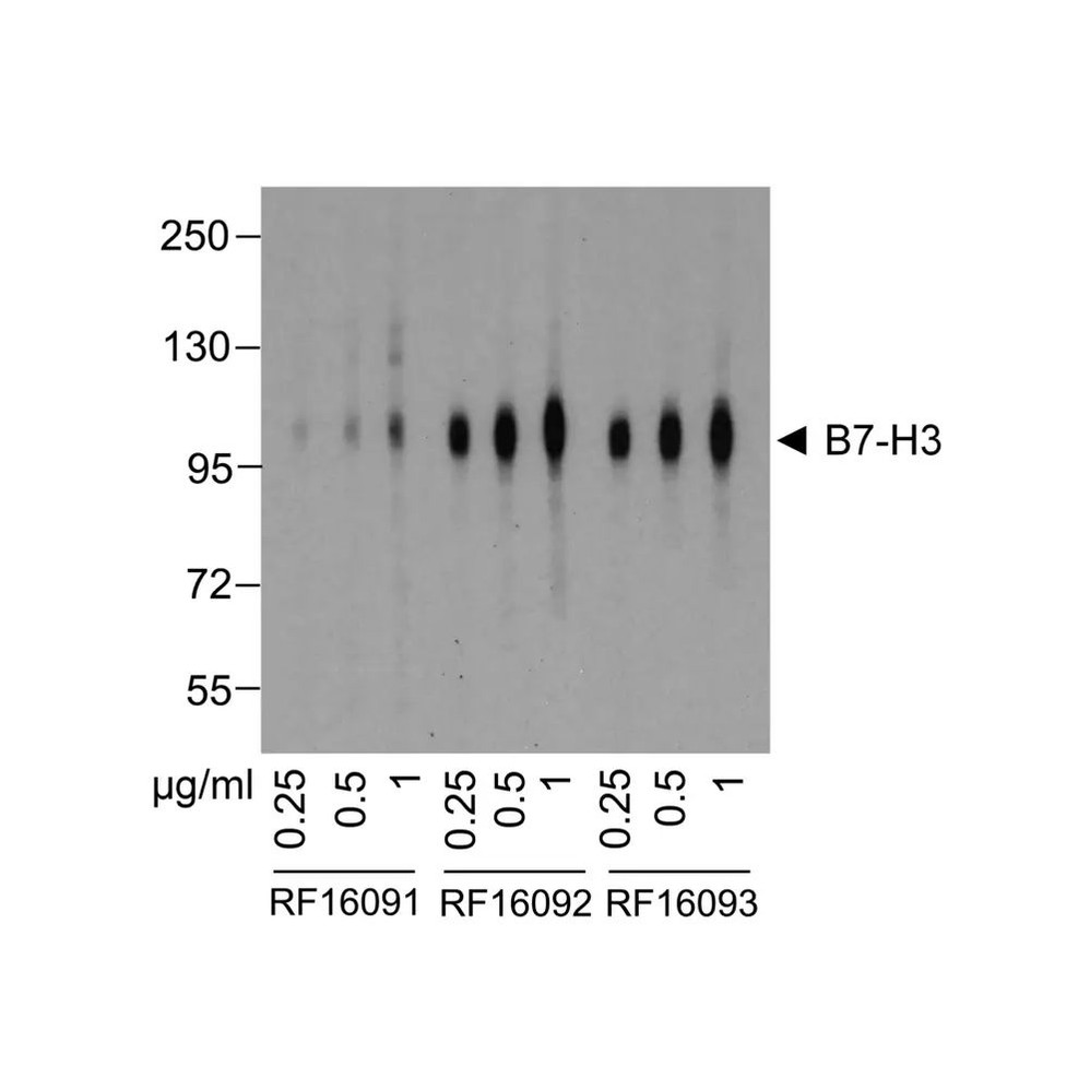 (GS1-7099) B7-H3 Detection Set (Risk Free) ProSci 1 Set/Unit