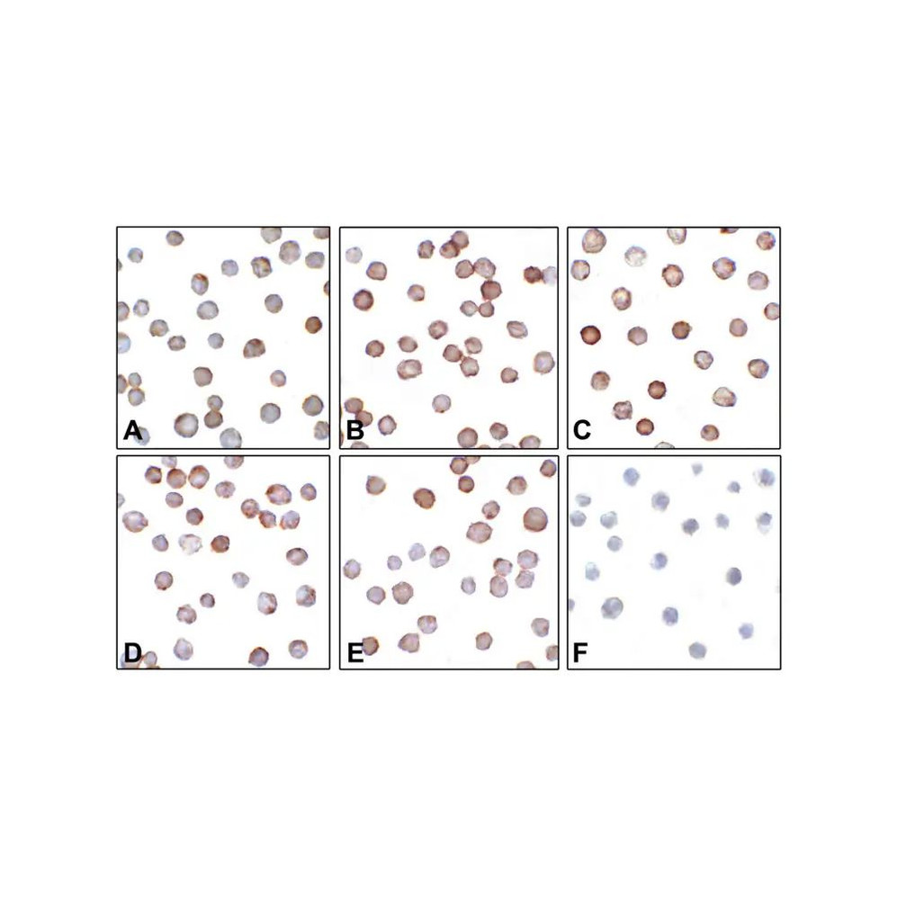 (GS1-7099) B7-H3 Detection Set (Risk Free) ProSci 1 Set/Unit