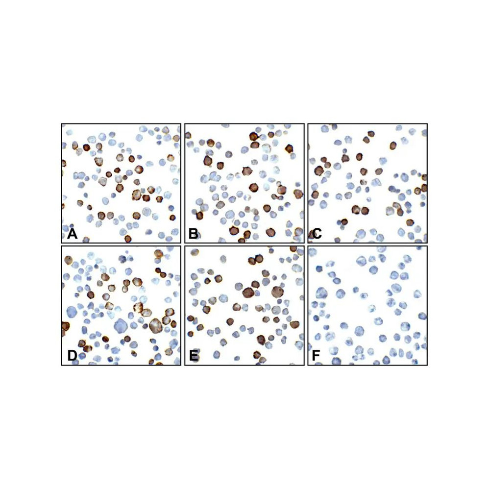 (GS1-7010) PDL2 Detection Set (Risk Free) ProSci 1 Set/Unit
