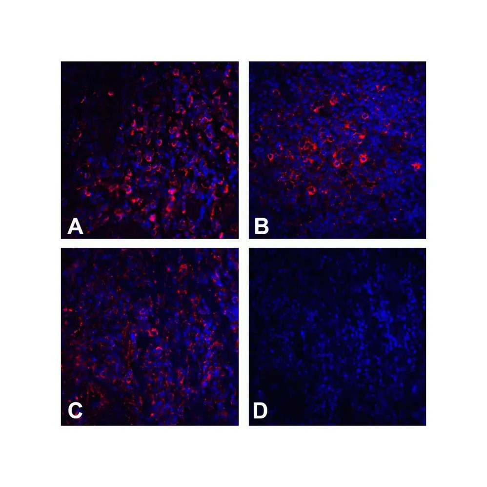 (GS1-7003) CTLA4 Detection Set (Risk Free) ProSci 1 Set/Unit