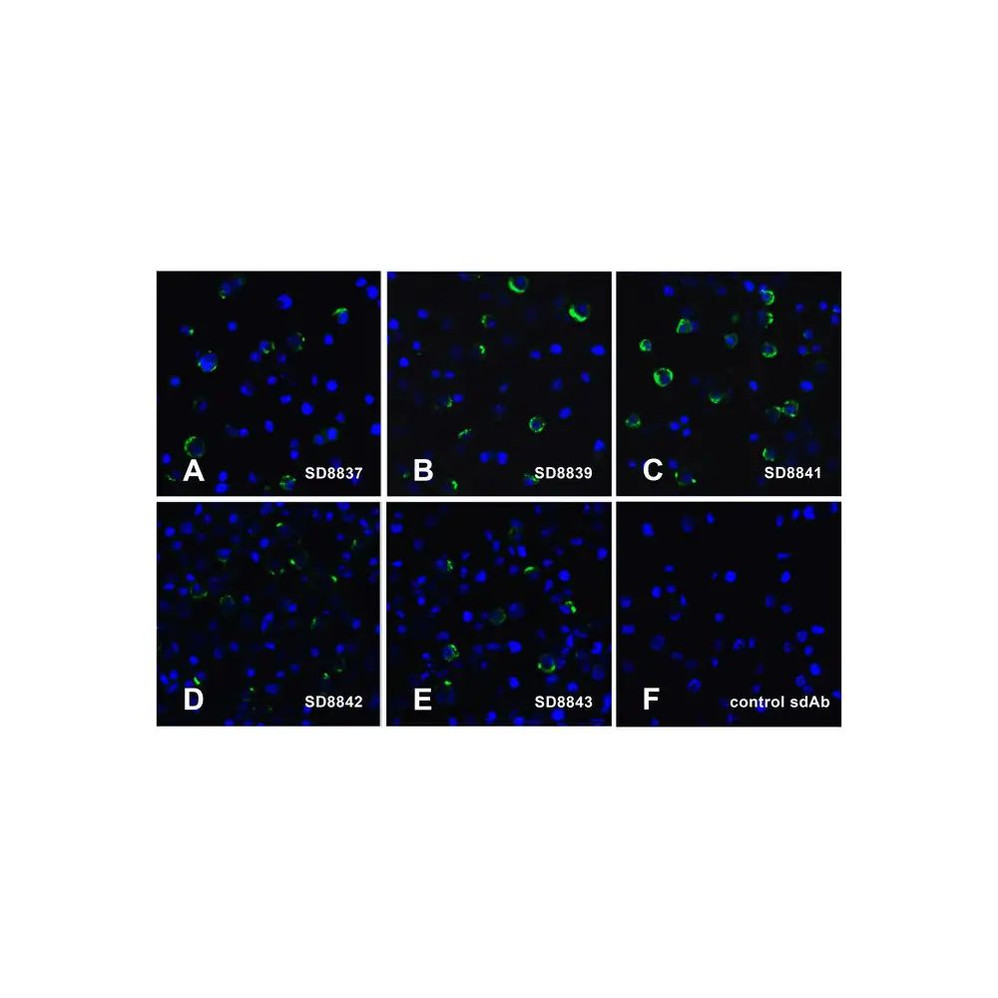 (GS1-7156) LAG3 Detection Set ProSci 1 Set/Unit