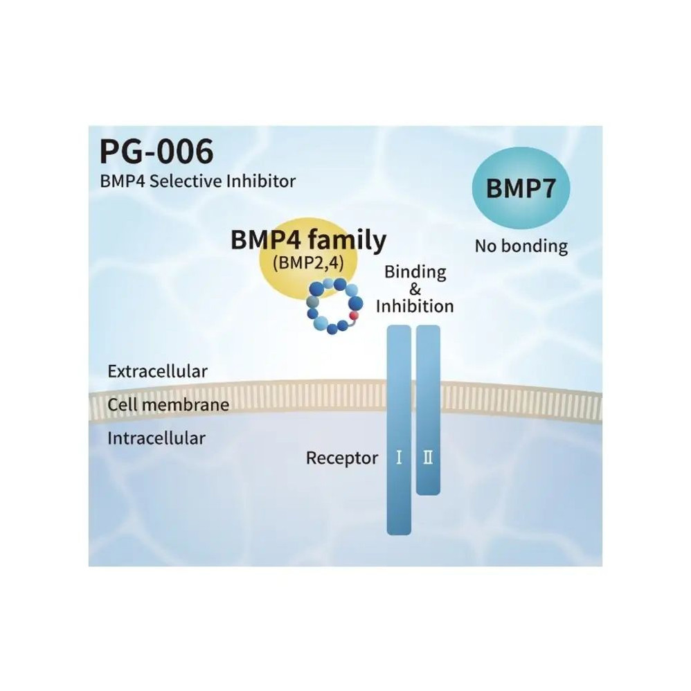 PeptiGrowth PG-006 PeptiGrowth PG-006-5 BMP4 Selective Inhibitor, BMP4 Binding Peptide, 5 µg/Unit, BMP4 Binding Peptide, 5 µg/Unit Primary Image
