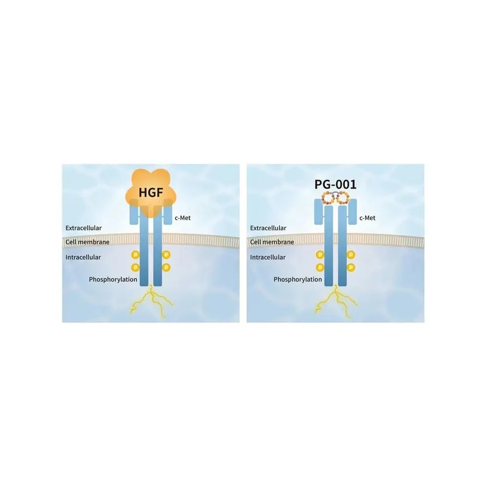 PeptiGrowth PG-001 PeptiGrowth PG-001-2  HGF Alternative Peptide, c-Met Agonist, 2 µg/Unit, c-Met Agonist, 2 µg/Unit Primary Image