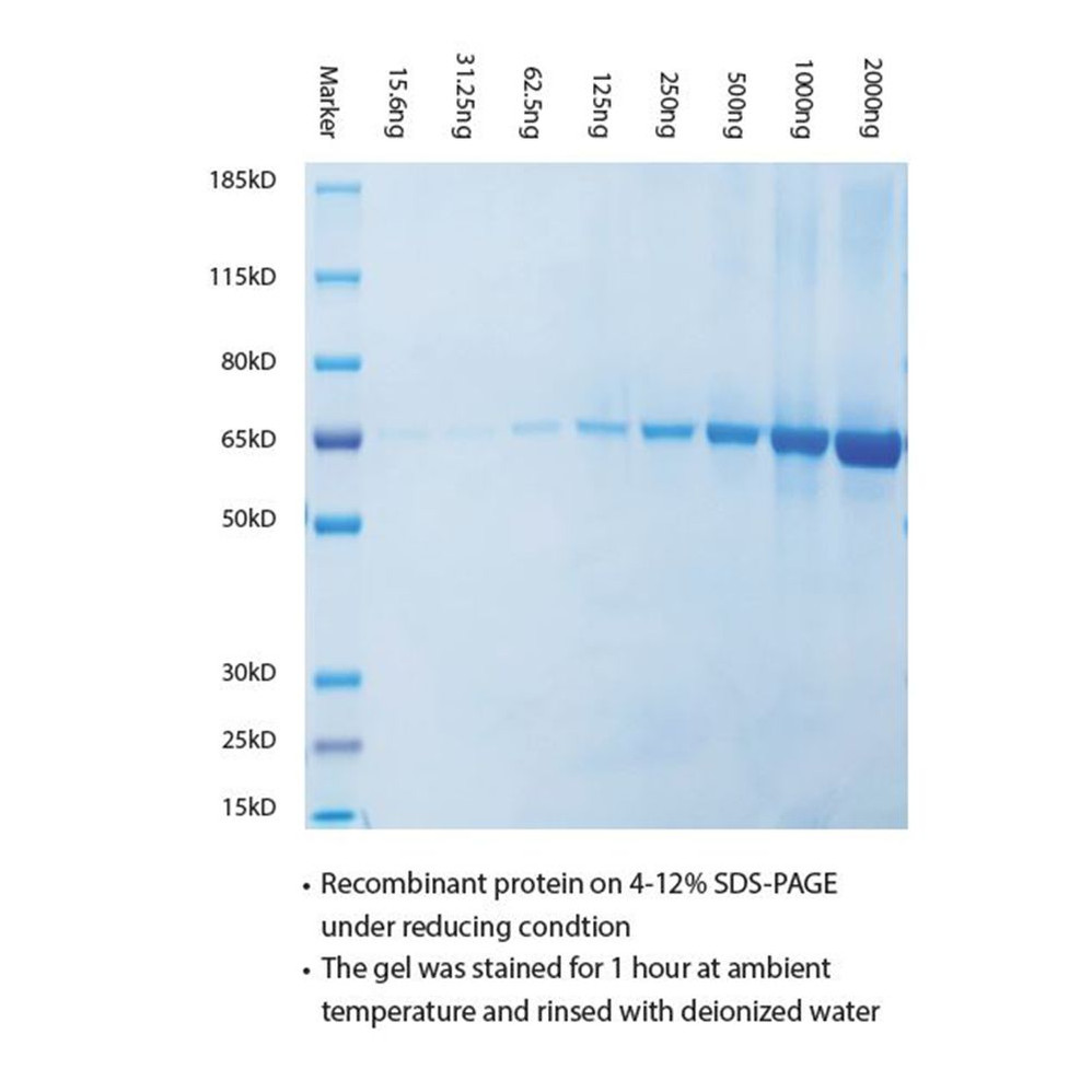 (97-101) ProSignal Instant Blue Protein Protein Stain 1L/Unit
