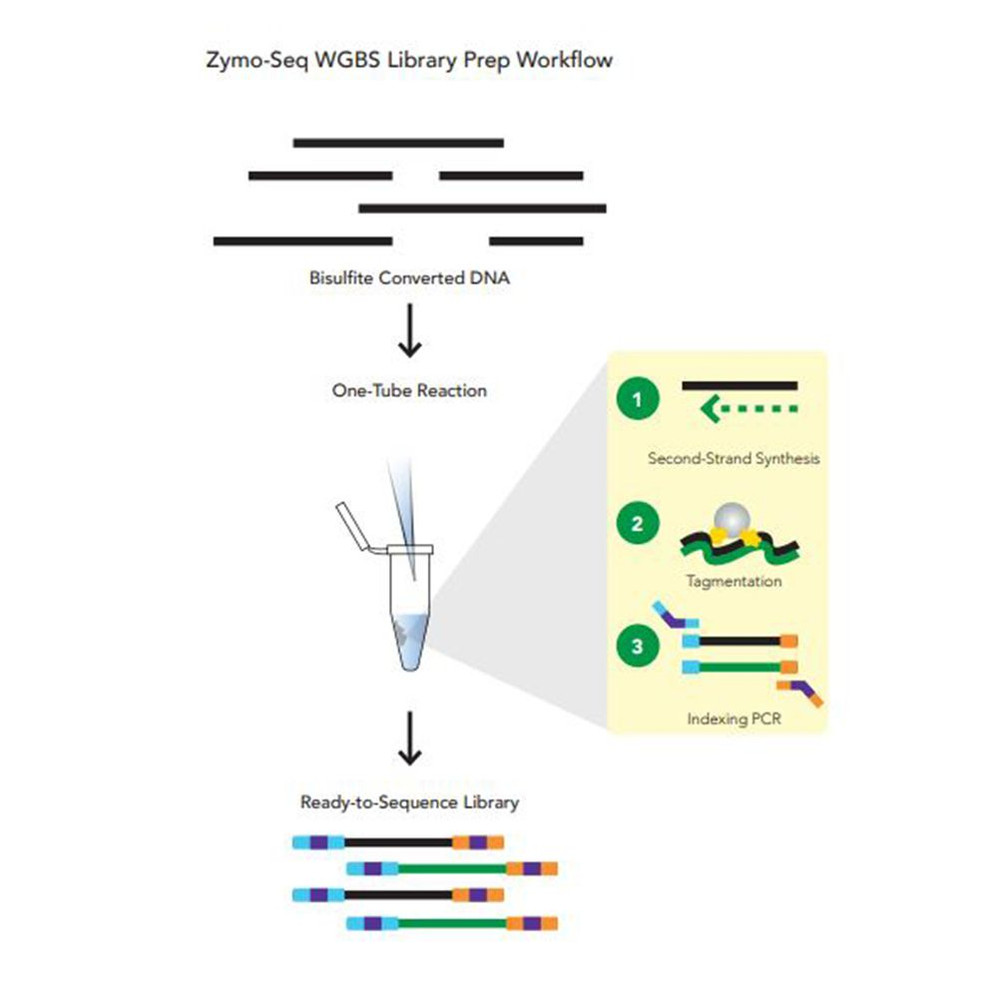 (11-736) Zymo-Seq WGBS Library Kit NGS 24 Preps/Unit