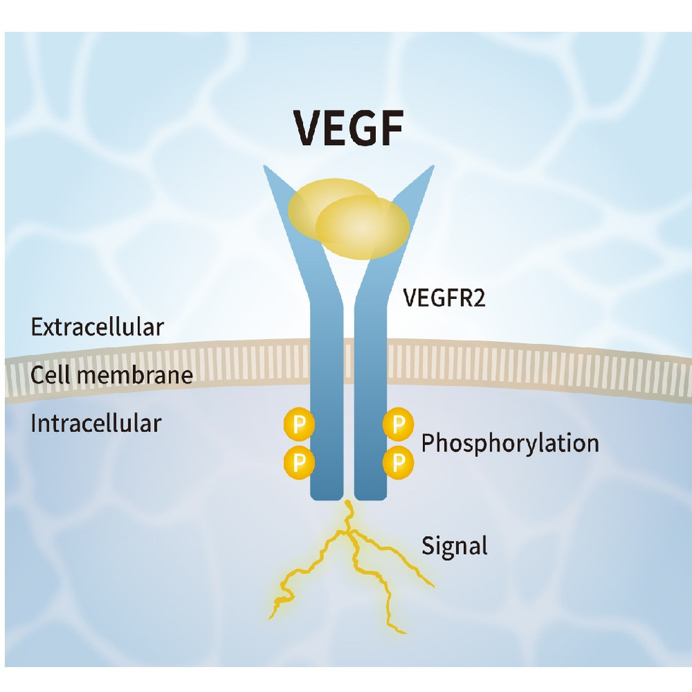 (25-339) VEGF Alternative Peptide VEGFR2 agonist 5 µg/Unit
