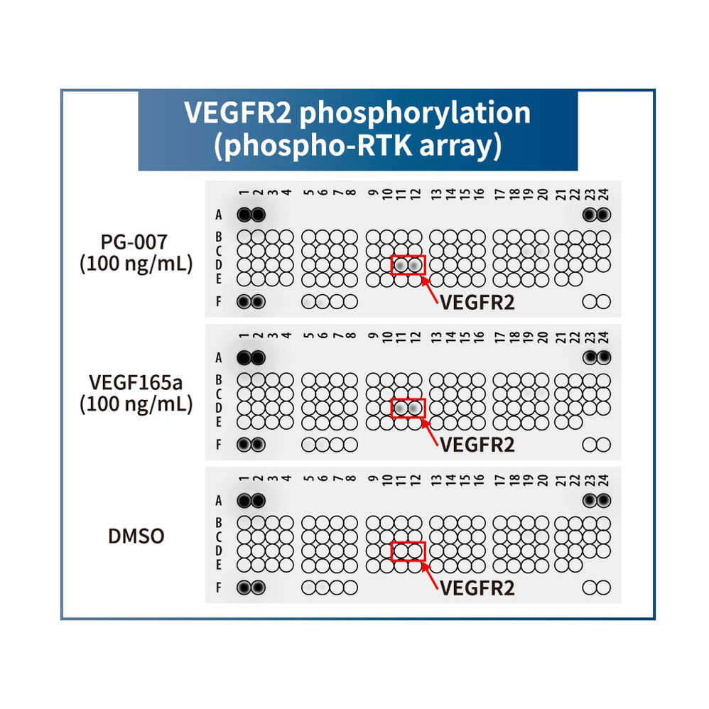 (25-339) VEGF Alternative Peptide VEGFR2 agonist 5 µg/Unit