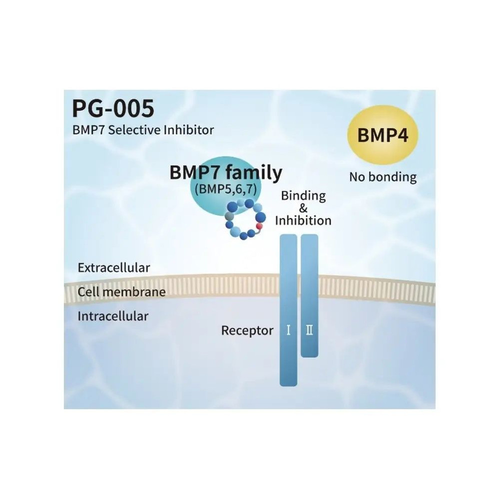 PeptiGrowth PG-005 PeptiGrowth PG-005-5 BMP7 Selective Inhibitor, BMP7 Binding Peptide, 5 µg/Unit, BMP7 Binding Peptide, 5 µg/Unit Primary Image