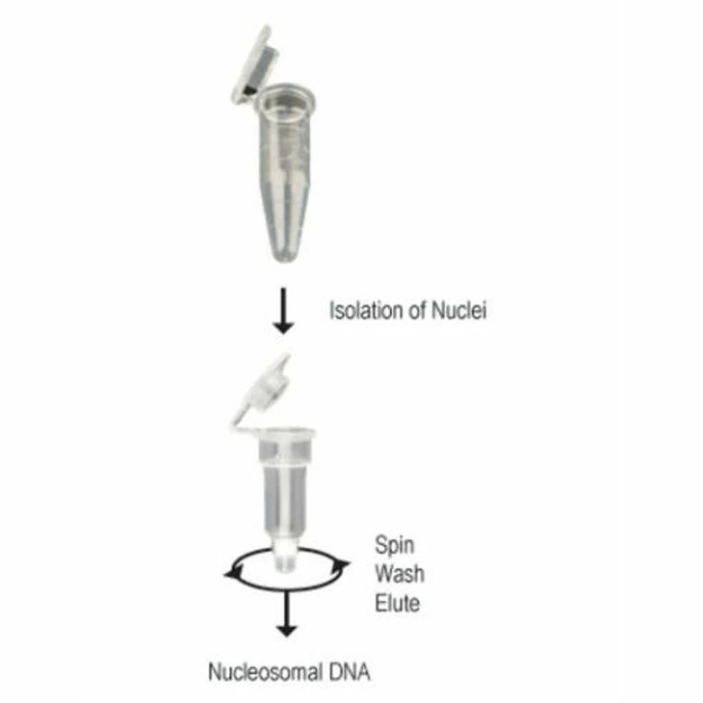 Zymo Research D5220 Zymo Research D5220 EZ Nucleosomal DNA Prep Kit, Zymo Research, 20 Preps/Unit, Zymo Research, 20 Preps/Unit Secondary Image