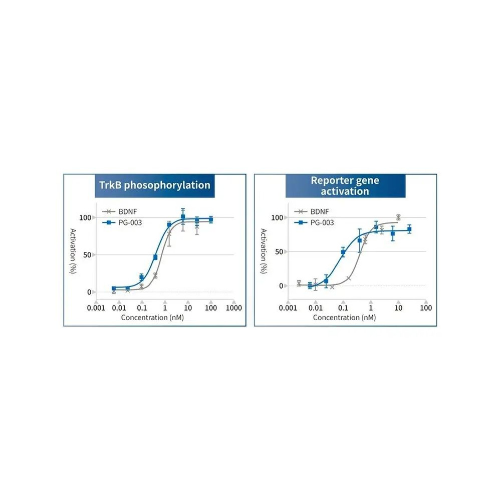 (25-319) BDNF Alternative Peptide TrkB Agonist 400 µg/Unit